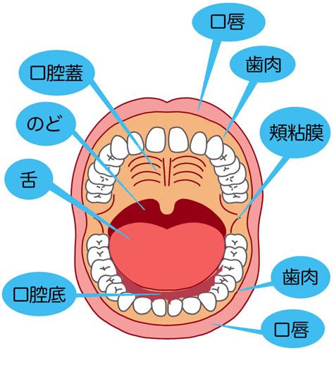 人中部 部位|口周りの形態はいろいろな要素。でもまずいつもの上口唇(人中。